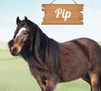 Kinderpony, Dieren en Toebehoren, Merrie, Zadelmak