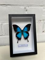 3stuks Papilio Ulysses / Maanvlinder / kever, Verzamelen, Ophalen, Zo goed als nieuw, Insect, Opgezet dier