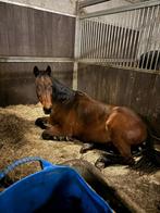 Halve stal (Oost-Vlaanderen), Dieren en Toebehoren, Paarden, Merrie, 170 tot 175 cm, Recreatiepaard, 11 jaar of ouder