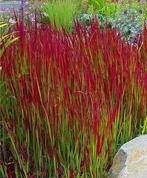 Imperata ' Red baron' of Japans bloedgras, Tuin en Terras, Ophalen, Volle zon, Vaste plant, Siergrassen