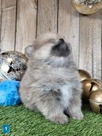 Chiot de Poméranie/pygmée/Poméranien/pompon / petit loulou, Loulou, Plusieurs, Parvovirose, Belgique