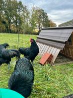 Australorp hanen, Dieren en Toebehoren, Mannelijk, Kip
