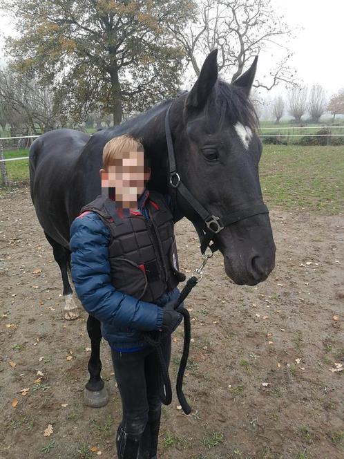 Zorro 15j Ruin -155cm - potk, Dieren en Toebehoren, Paarden en Pony's | Verzorgingsproducten, Zo goed als nieuw, Ophalen