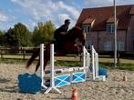 3 jarige merrie zadelmak, Dieren en Toebehoren, Paarden, Merrie, Springpaard, Gechipt, Zadelmak