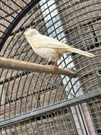 Derniers canaris disponibles