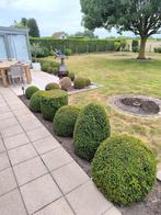 Buxus gratis (zelf uit te doen), Tuin en Terras, Ophalen, Buxus, Haag