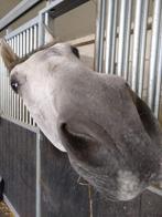 Superlief recreatiepaard/weidemaatje, Dieren en Toebehoren, Paarden, Minder dan 160 cm, Ruin, Gechipt, 11 jaar of ouder