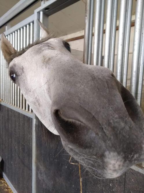 Superlief recreatiepaard/weidemaatje, Dieren en Toebehoren, Paarden, Ruin, Minder dan 160 cm, 11 jaar of ouder, Recreatiepaard