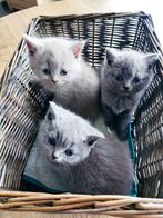 Brits korthaar kittens, Dieren en Toebehoren, Gechipt, Meerdere dieren, 0 tot 2 jaar