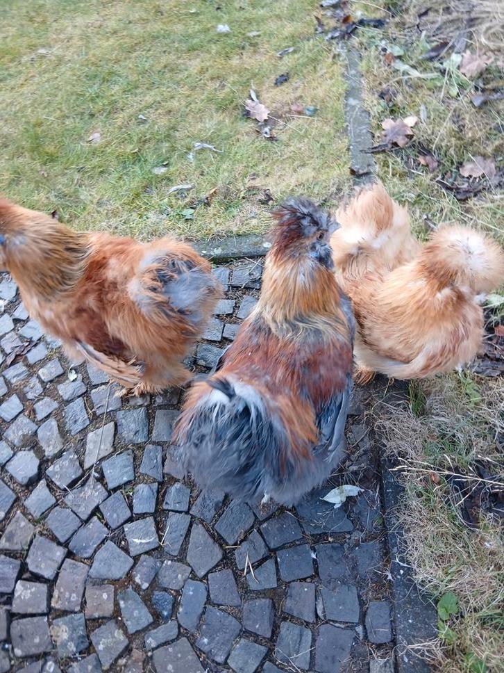 3 jonge zijdehoenders, Dieren en Toebehoren, Pluimvee, Kip, Meerdere dieren