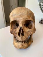 Hoger onderwijs van de ULB, Antiek en Kunst, Kunst | Overige Kunst, Ophalen of Verzenden