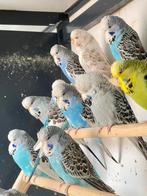 Engelse grasparkieten zijn er in alle kleuren, Dieren en Toebehoren, Vogels | Parkieten en Papegaaien, Geslacht onbekend, Parkiet