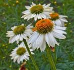 Echinacea White powwow, witte zonnehoed, Tuin en Terras, Planten | Tuinplanten, Ophalen, Zomer, Vaste plant, Volle zon