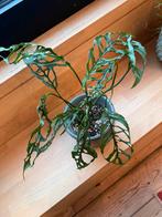 Monstera obliqua peru, Huis en Inrichting, Kamerplanten, Ophalen