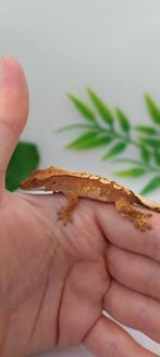 Rode Tricolor Wimpergekko baby, Dieren en Toebehoren, Reptielen en Amfibieën, Hagedis, Tam, 0 tot 2 jaar