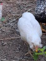 poule Araucana, Dieren en Toebehoren, Pluimvee