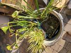 Vijverplanten, Tuin en Terras, Ophalen, Vijverplanten