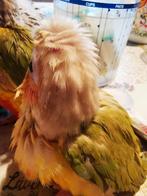 Jonge pyrrhura, 's om verder tam te maken nog 2x pap per dag, Dieren en Toebehoren, Vogels | Overige Vogels, Tam