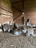 Kangoeroes te koop, Meerdere dieren, Kangoeroes