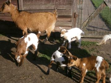 Dwerggeitjes, Femelle, Chèvre, 0 à 2 ans