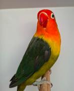 Fischeri D violet groen, Plusieurs animaux, Perroquet nain ou Inséparable, Bagué