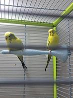 Perruche ondulée Texas clear body, Animaux & Accessoires, Plusieurs animaux, Perruche, Domestique