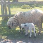 Walliser schwarznase ooi + ramlam, Dieren en Toebehoren
