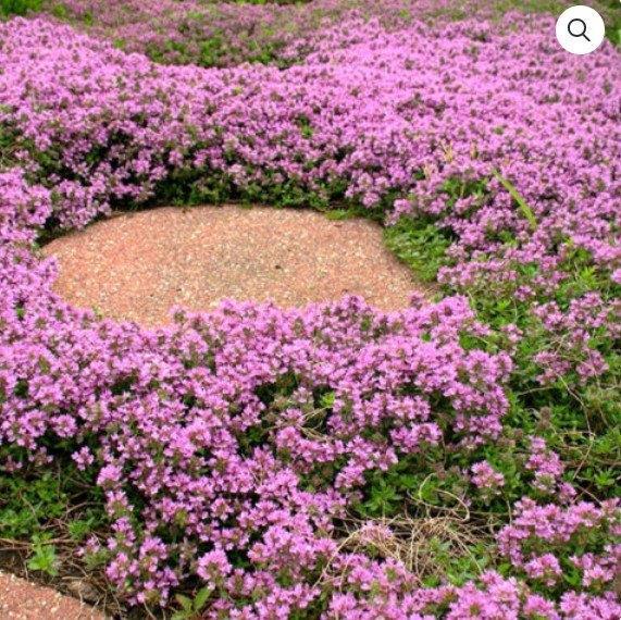 Thymus serpyllum  'Magic carpet', Tuin en Terras, Planten | Tuinplanten, Vaste plant, Bodembedekkers, Ophalen