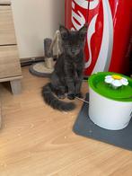 Krabpaal Maine Coon, Dieren en Toebehoren, Ophalen, Krabpaal