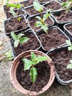 semis de houx, Jardin & Terrasse, Automne, Plante fixe, Mi-ombre, Enlèvement ou Envoi