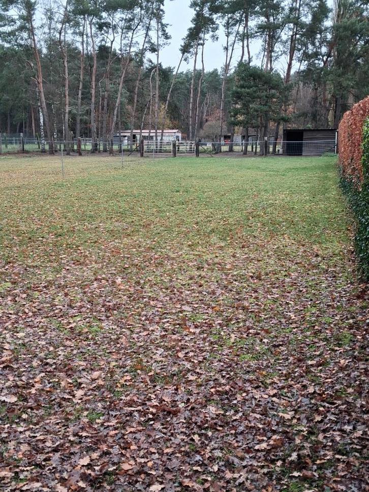 Weide met stalling en ruime paddock en buitenpiste, Dieren en Toebehoren, Stalling en Weidegang, Stalling