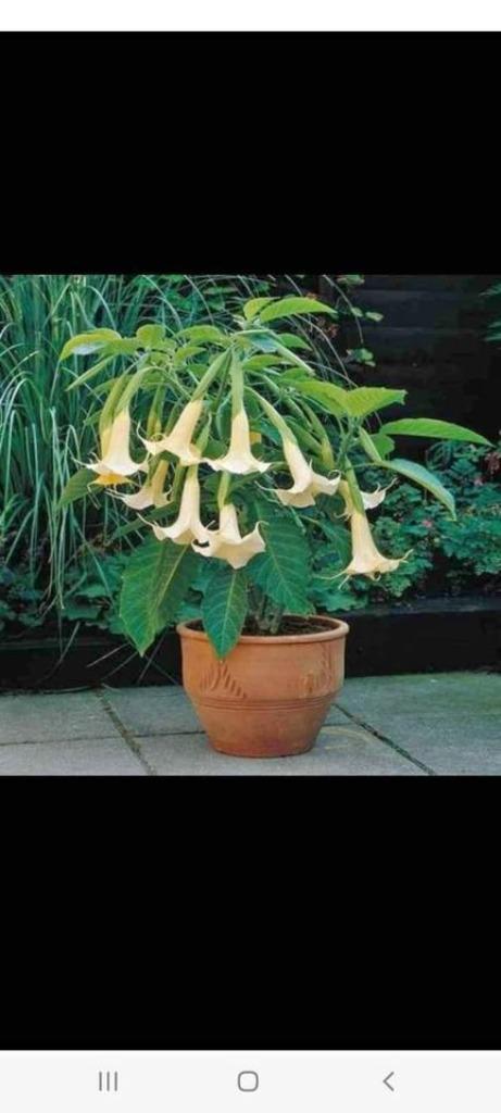 trompetbloemen,& arontskelken & aloe vera, Tuin en Terras, Planten | Tuinplanten, Vaste plant, Overige soorten, Volle zon, Zomer