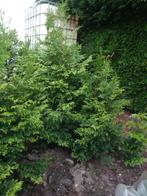 Groen blijvende coniferen 1 m tot 1.5 meter hoog, Jardin & Terrasse, Plantes | Arbustes & Haies, Enlèvement, Conifère