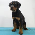 Rottweiler (reuen) Pups te koop, Dieren en Toebehoren, 15 weken tot 1 jaar, Buitenland, CDV (hondenziekte), Meerdere