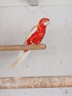 Rosella Rubino met DNA attest, Dieren en Toebehoren, Vrouwelijk, Parkiet