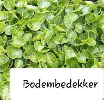 Asarum europaeum bodembedekker  beschikbaar voor biedingen