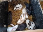 Konijnen, Dieren en Toebehoren, Meerdere dieren, Groot, 0 tot 2 jaar
