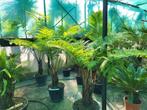 Cyathea australis, stam 25/30, totaal 1m80 hoog, Ophalen of Verzenden
