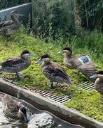 Versicolortaling, Meerdere dieren, Eend