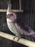 Valkparkiet kweekman 40€, Dieren en Toebehoren