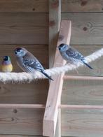 2 ceresamadine mannen, Animaux & Accessoires, Oiseaux | Oiseaux Autre