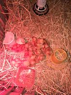 Legkippen kuikens ras isa brown 14 dagen oud, Animaux & Accessoires, Volatiles, Poule ou poulet