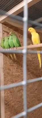 Halsbandparkiet, Dieren en Toebehoren, Vogels | Parkieten en Papegaaien, Papegaai, Meerdere dieren, Geringd