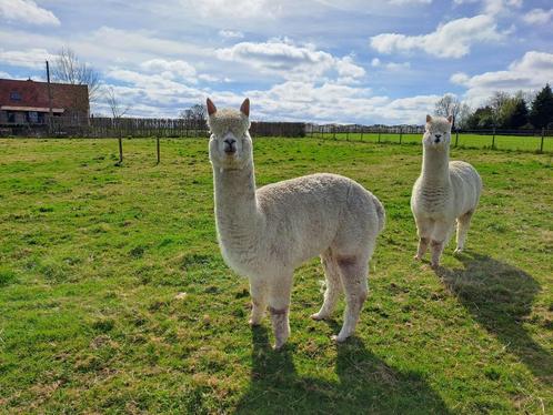 Alpacamerrie, Dieren en Toebehoren, Overige Dieren