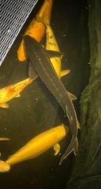 Diamantsteur 1m+, Dieren en Toebehoren