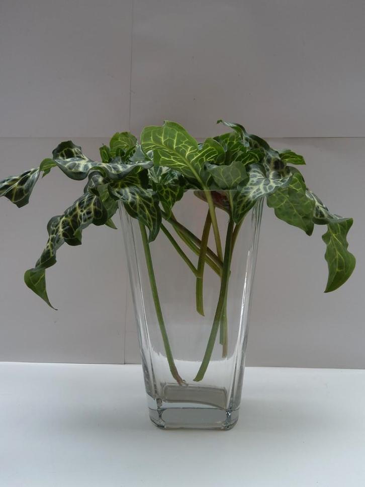 Conische vaas. Hoogte : 25 cm., Huis en Inrichting, Woonaccessoires | Vazen, Zo goed als nieuw, Glas, Ophalen of Verzenden