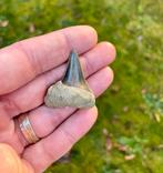 Carcharodon carcharias (Great White) uit Antwerpen (België), Verzamelen, Mineralen en Fossielen, Ophalen of Verzenden