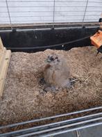 Laatste 2 zijdehoender kuikens, Dieren en Toebehoren, Geslacht onbekend, Kip