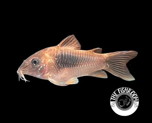 Coeydoras aneus jongen, Dieren en Toebehoren, Vissen | Aquariumvissen