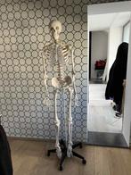 levensgroot anatomie skelet 181cm, Diversen, Schoolbenodigdheden, Ophalen, Zo goed als nieuw